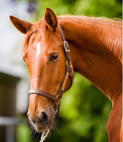 screen-shot-2017-01-14-at-8-11-58-am