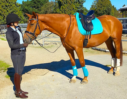 screen-shot-2016-12-31-at-11-01-22-am